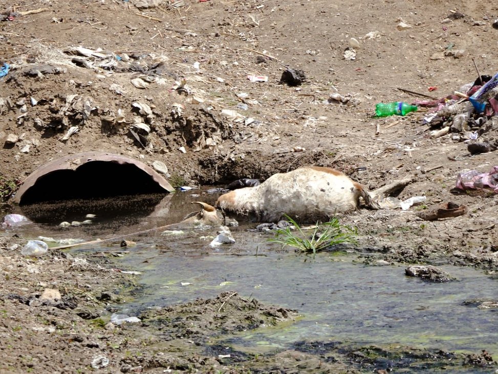 A dead goat rots in the drainage system in Bentiu internally displaced persons camp.