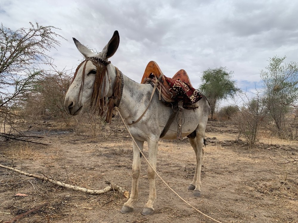 Donkey used to carry MSF staff to Dilli village, Jebel Marra mountains, Darfur Region. Sudan