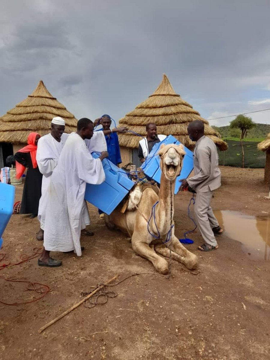 The vaccination campaign is truly a community effort. Kenny the camel is one of the several donkeys and dromedaries helping transport measles vaccines and medical supplies through Jebel Marra. 