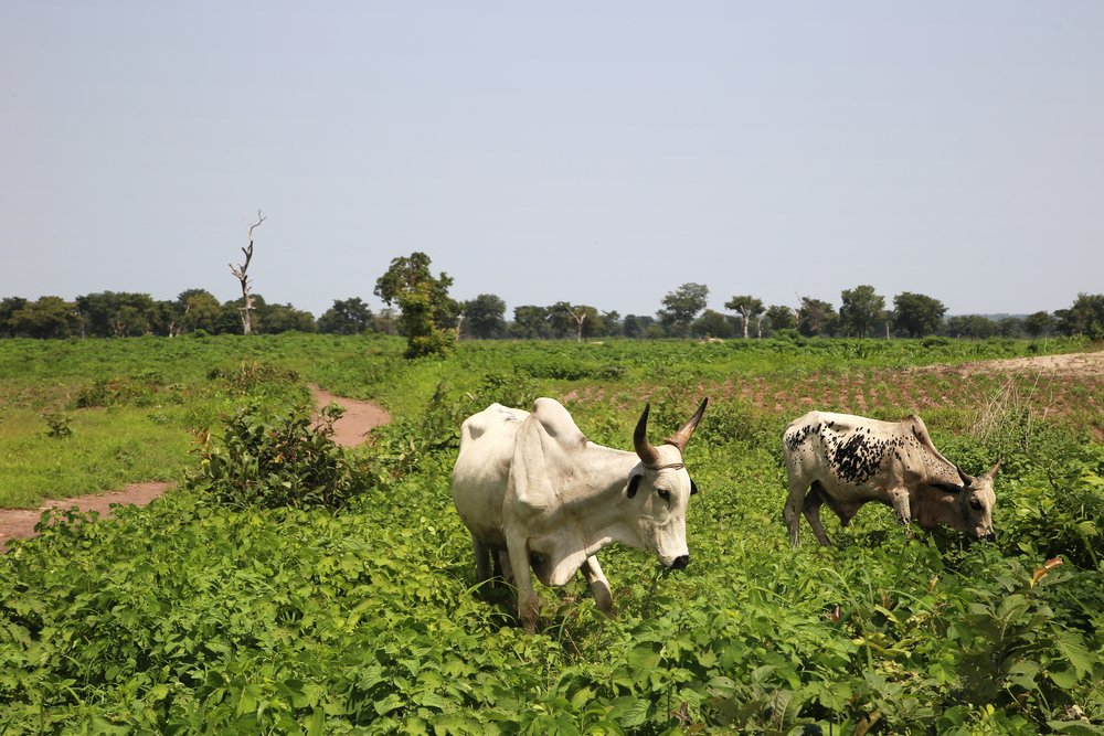 Cows graze in a farmland next to site B for displaced people in Kabo, a town in northern Central African Republic.