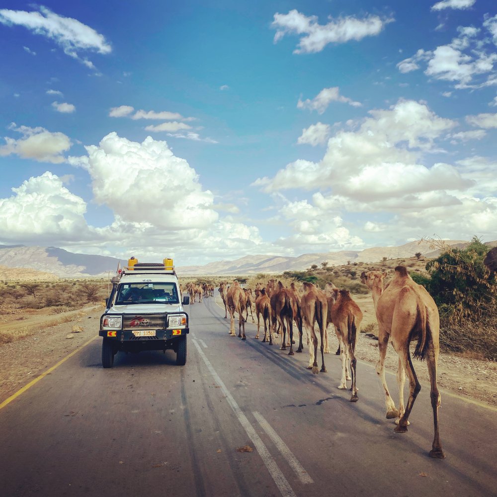 An MSF car crosses a caravan of camels during an assessment in an area of Tigray, in northern Ethiopia.