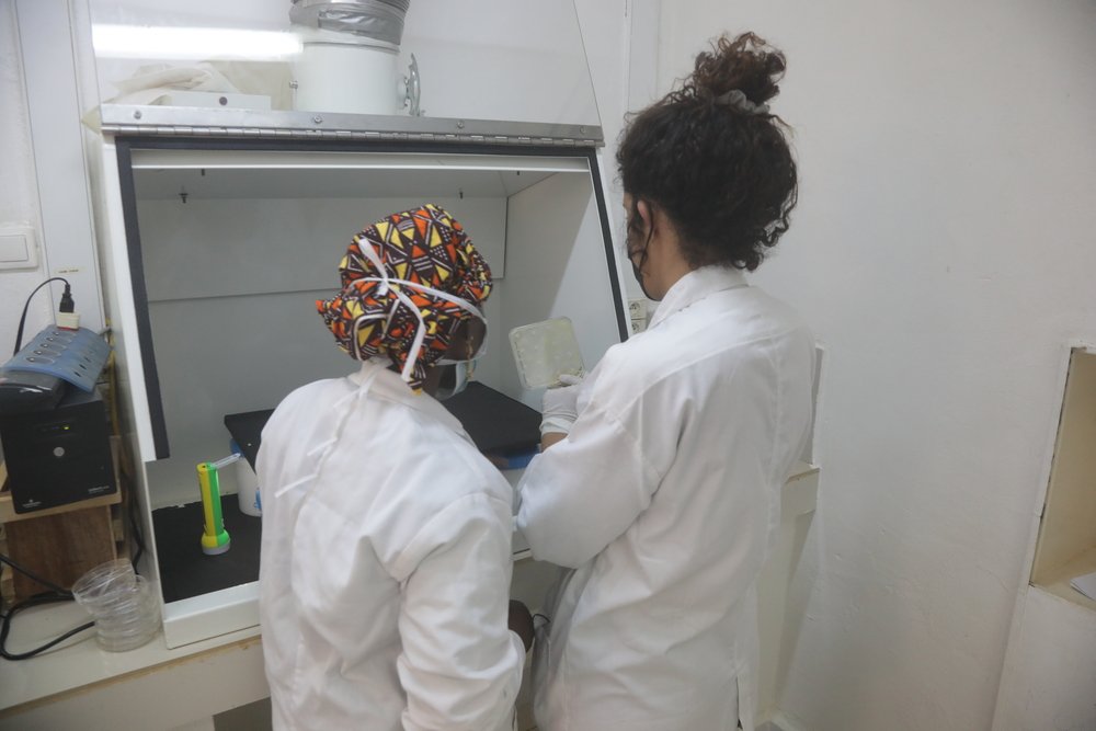 Dr. Nada Malou, program manager and clinical lead at the MSF Foundation, and Fatoumata Sagara, research assistant at the MSF Foundation in Koutiala, Mali, observe an antibiogram. (October, 2021).