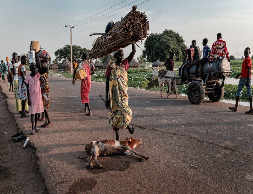 A calf just dropped to the ground in the road between Bentiu and Rubkona (December, 2021).